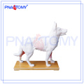 PNT-AM44 Hund Akupunktur Modell Tier Anatomie Modell